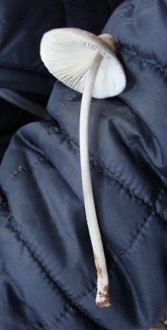 Mycena polygramma image