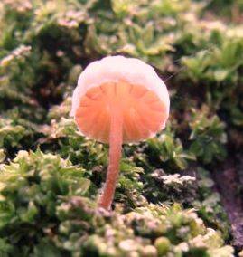 Mycena cupressina image