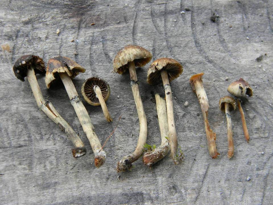 Psilocybe caeruleoannulata image