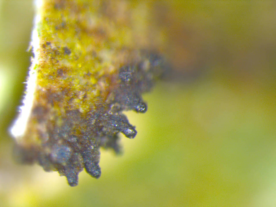 Tuckermanopsis ciliaris image