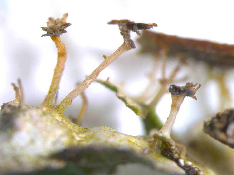 Tuckermanopsis ciliaris image