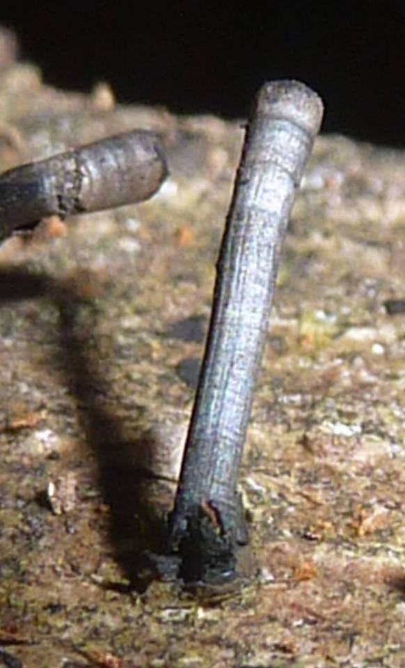 Leprieuria image