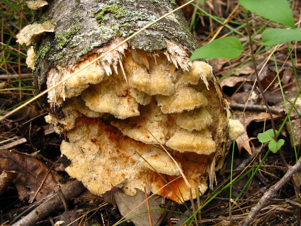 Trametes trogii image