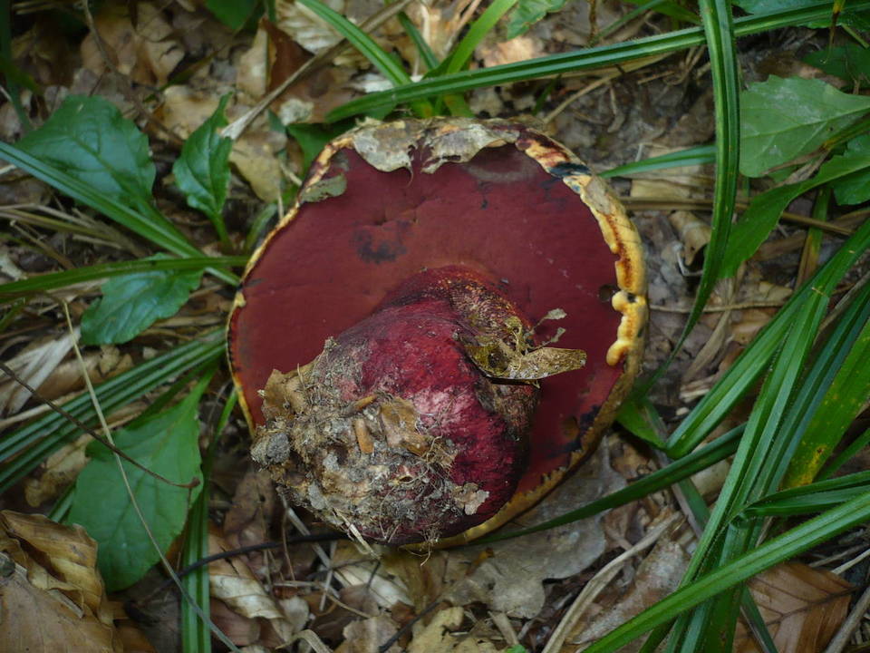 Imperator luteocupreus image