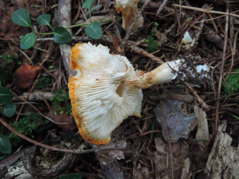 Tricholoma saponaceum var. lavedanum image