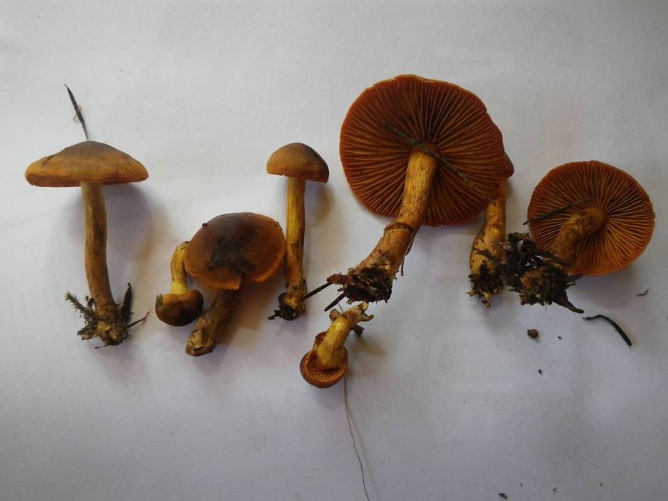 Cortinarius croceifolius image