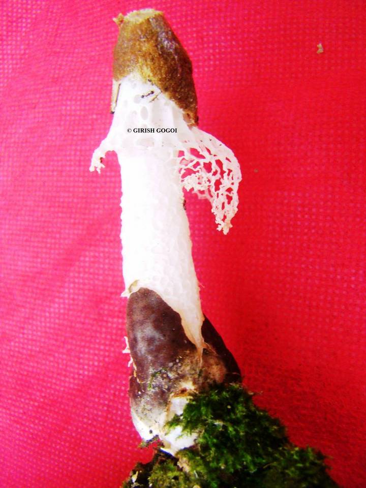 Phallus atrovolvatus image