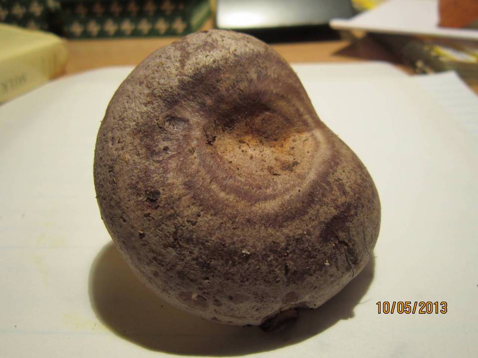 Lactarius pseudomaculatus image