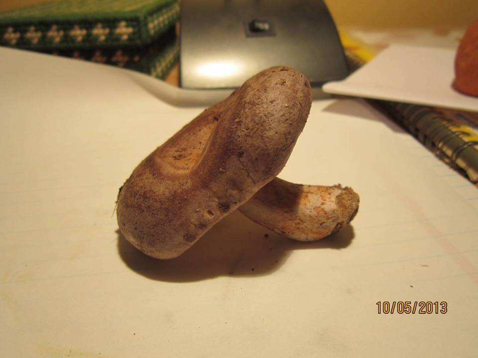 Lactarius pseudomaculatus image
