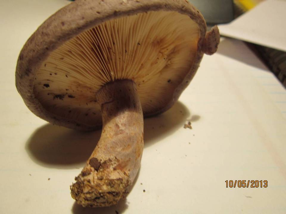 Lactarius pseudomaculatus image