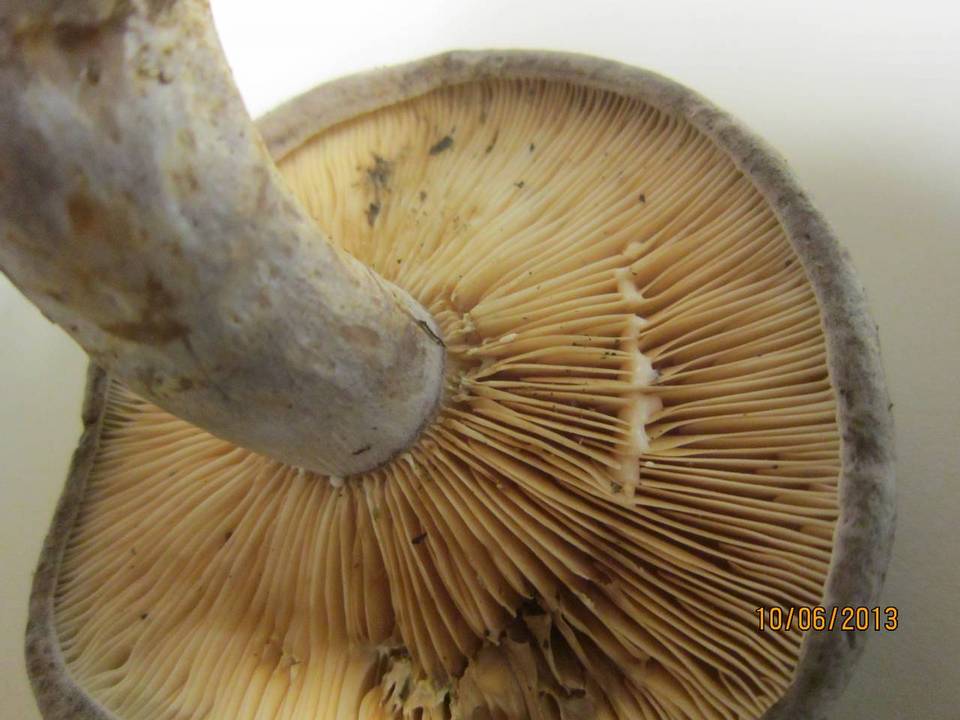 Lactarius pseudomaculatus image