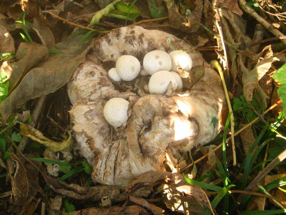 Psathyrella epimyces image