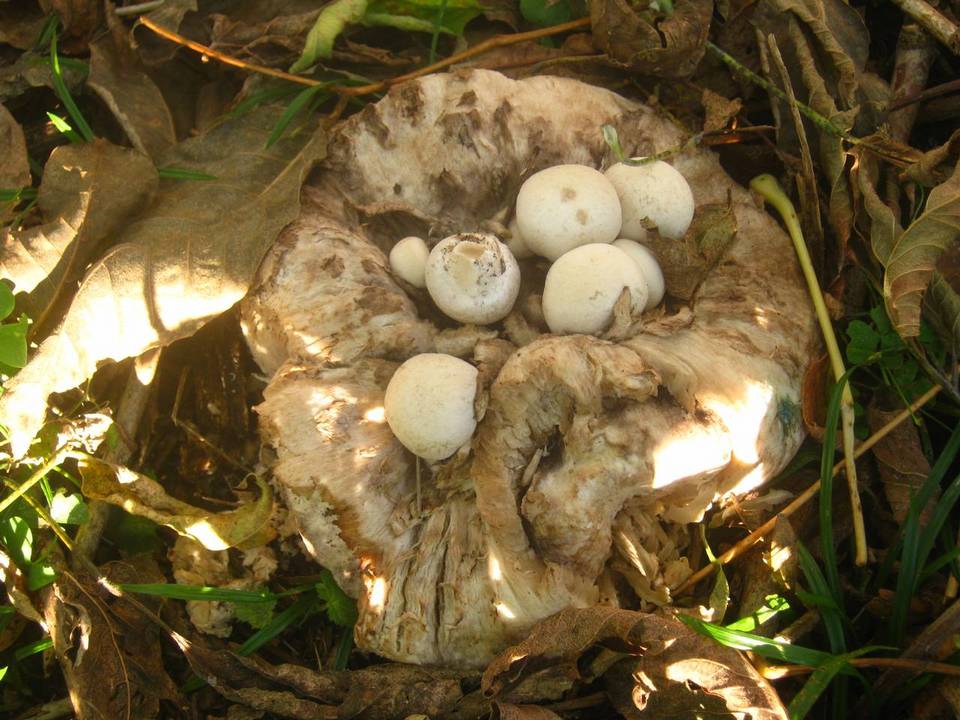 Psathyrella epimyces image