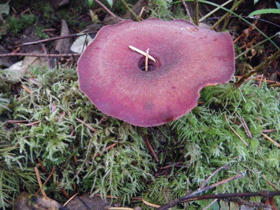 Royoporus badius image