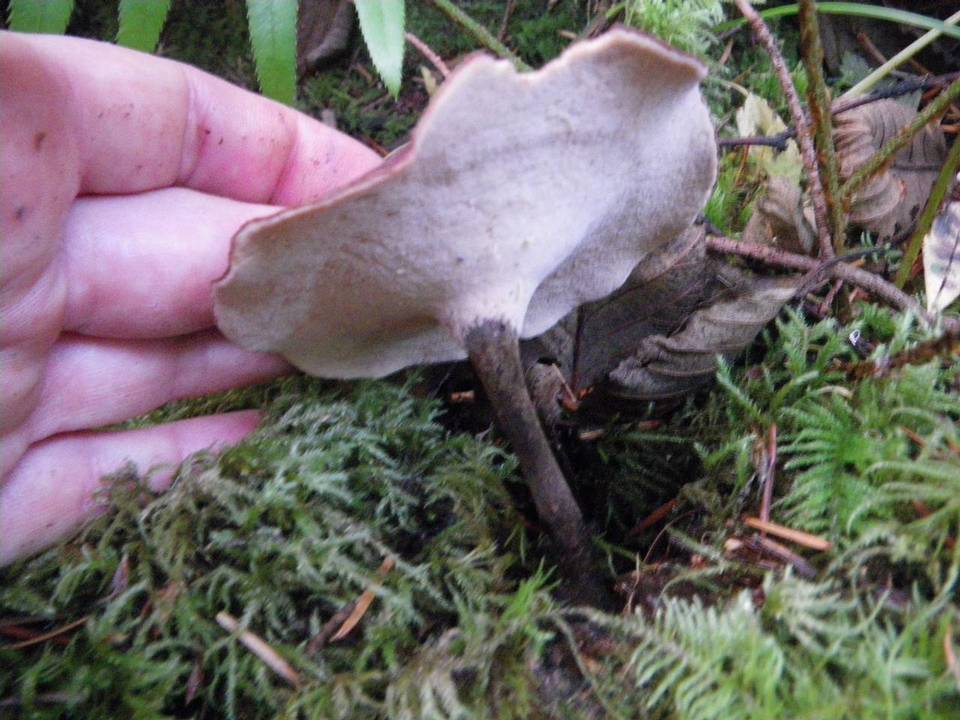 Royoporus badius image