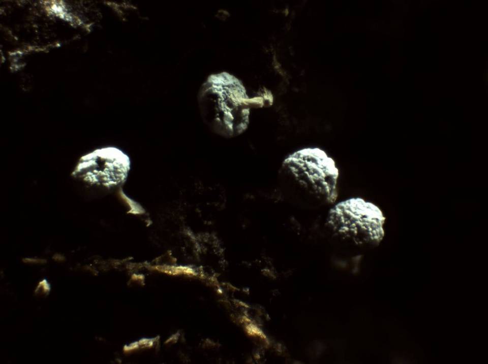 Physarum album image