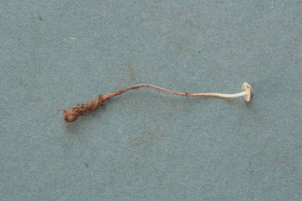 Marasmius chordalis image