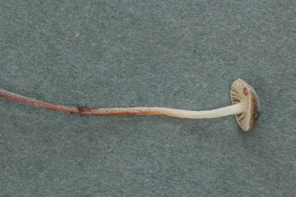 Marasmius chordalis image