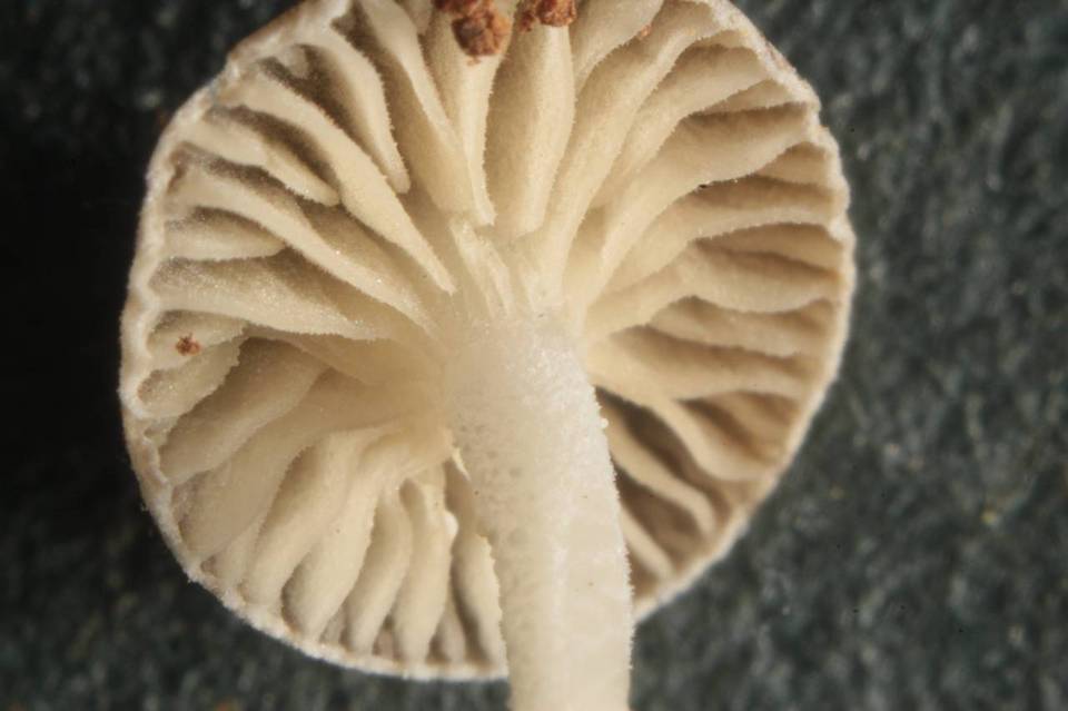 Marasmius chordalis image
