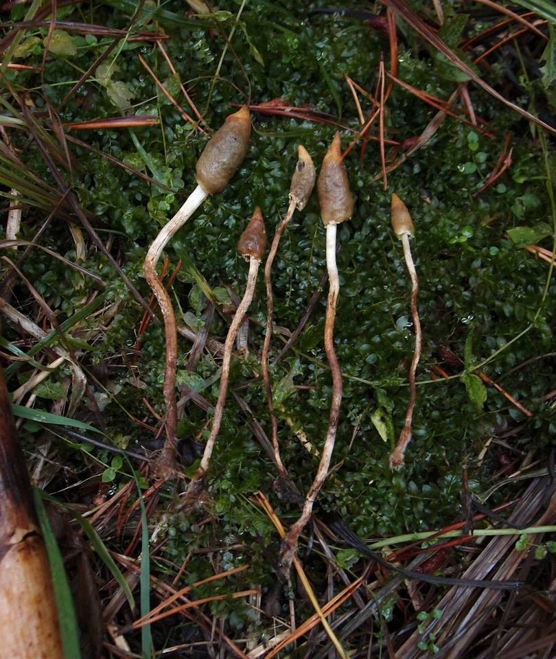 Leratiomyces cucullatus image