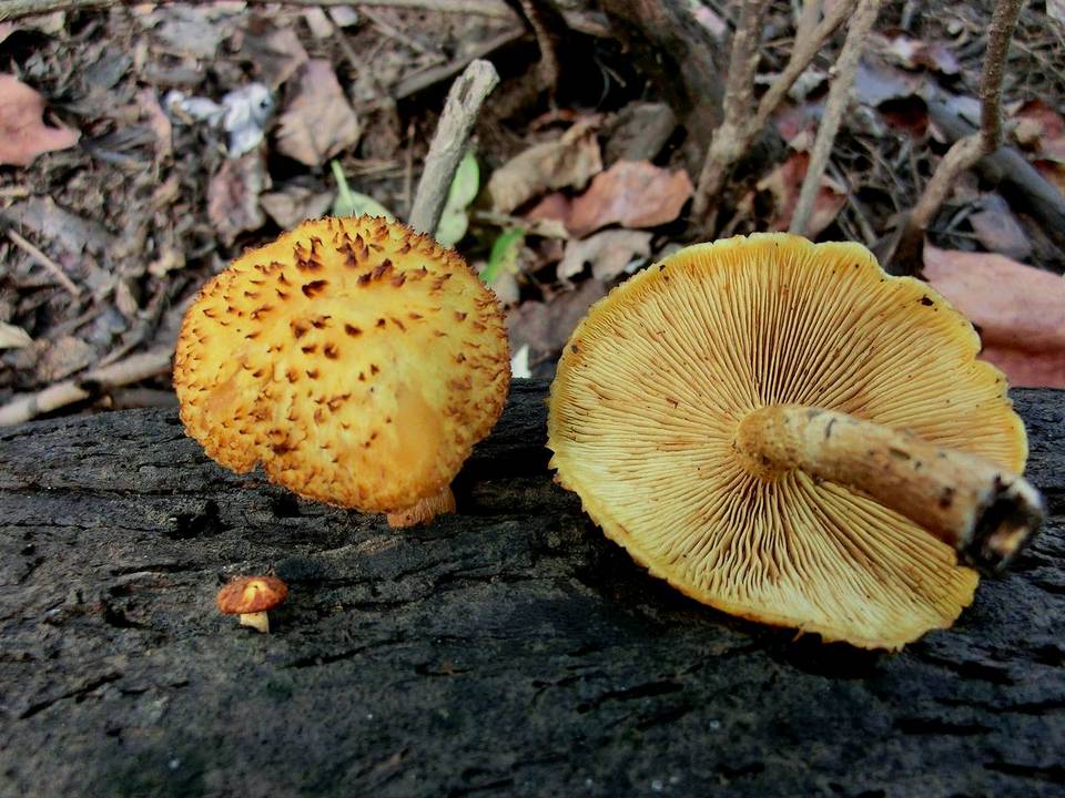 Gymnopilus fulvosquamulosus image