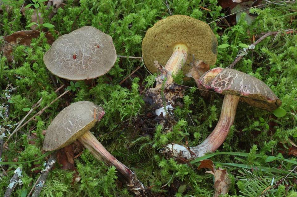 Xerocomellus diffractus image