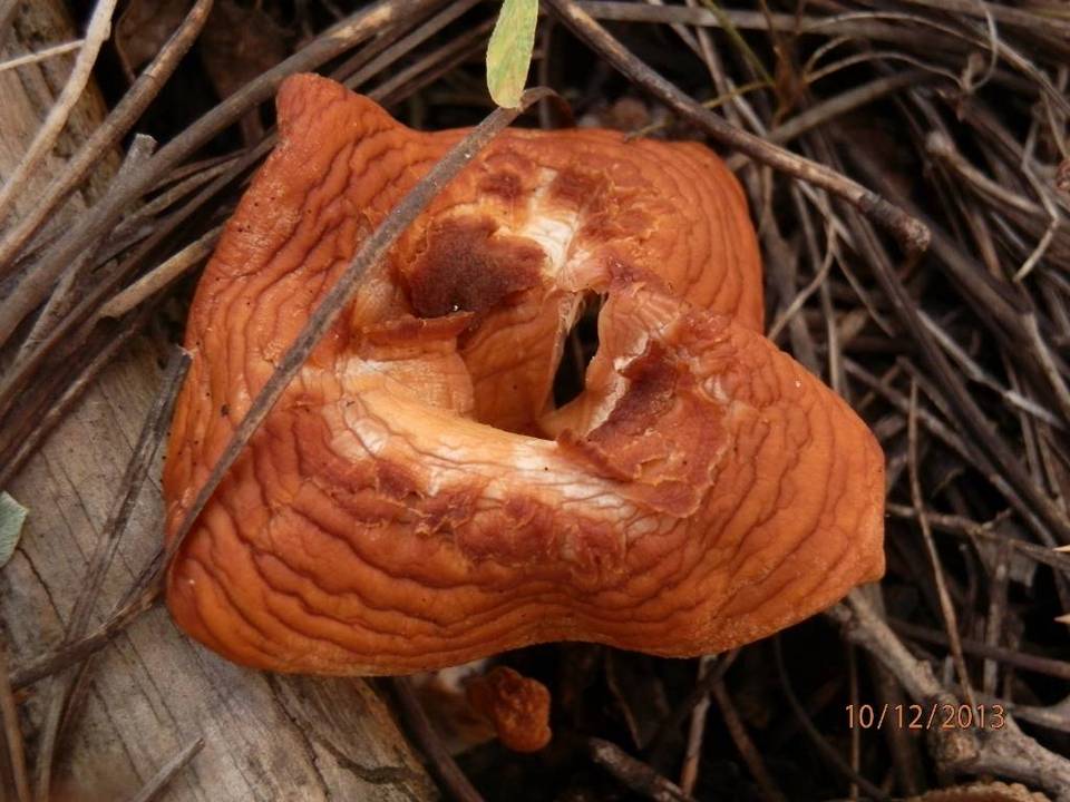 Hydnum ferruginescens image