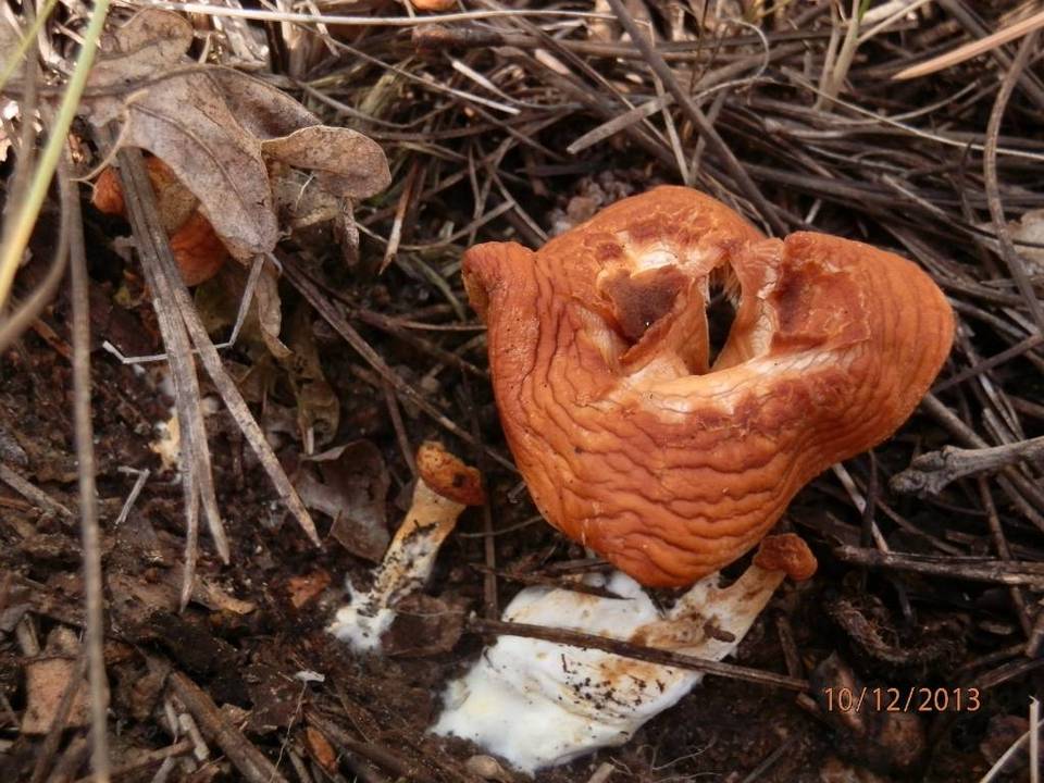 Hydnum ferruginescens image