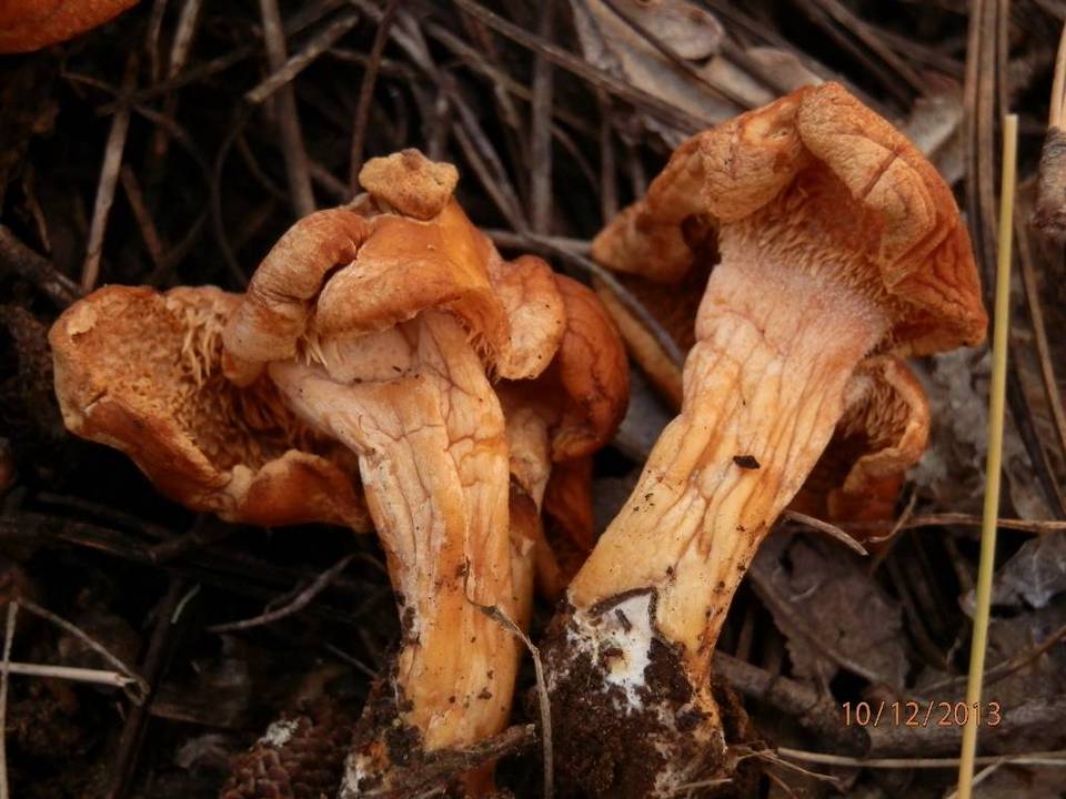 Hydnum ferruginescens image