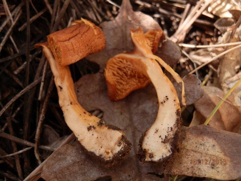 Hydnum ferruginescens image