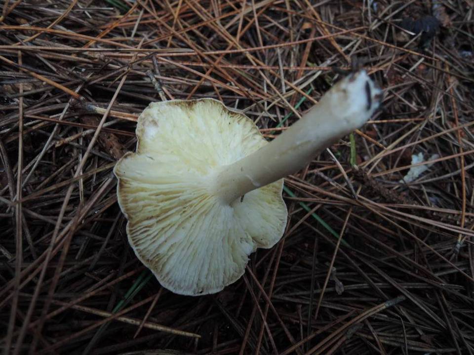 Tricholoma scalpturatum image