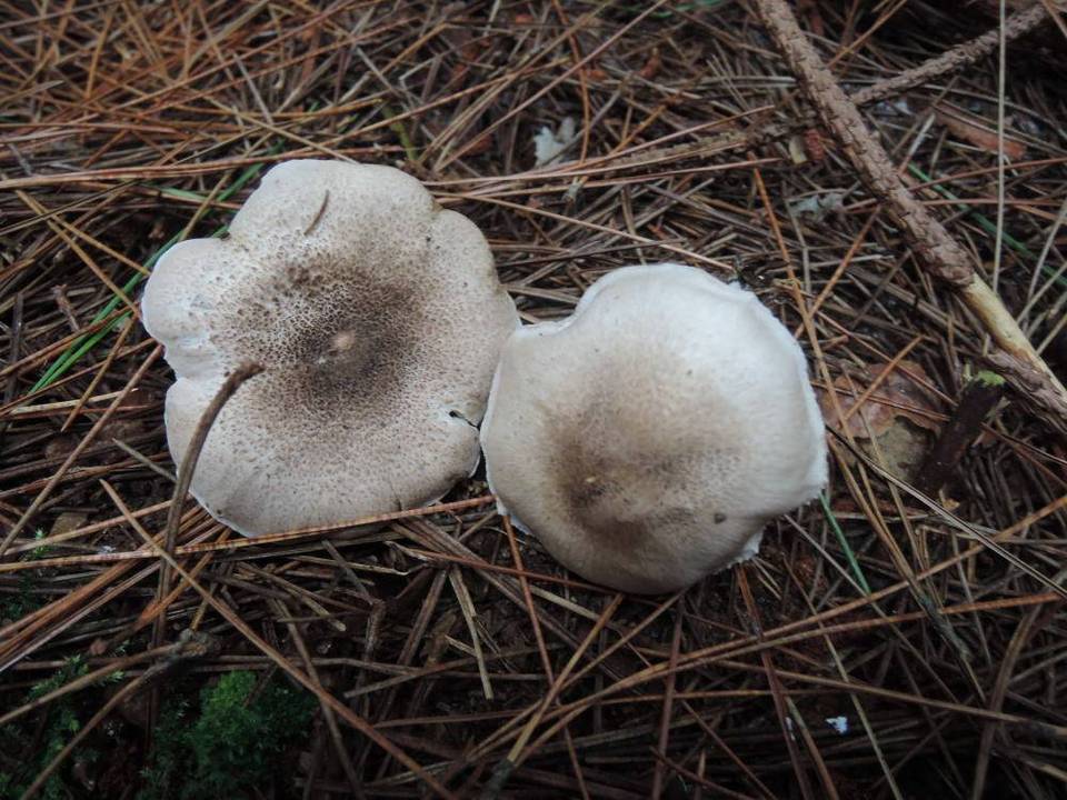 Tricholoma scalpturatum image