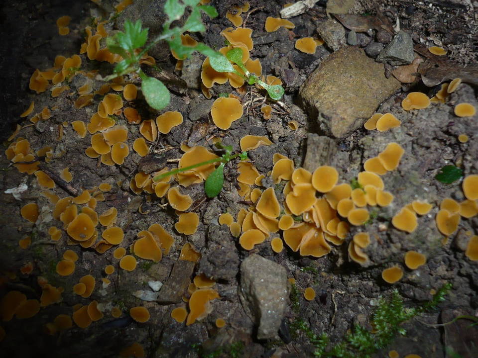 Aleuria cestrica image