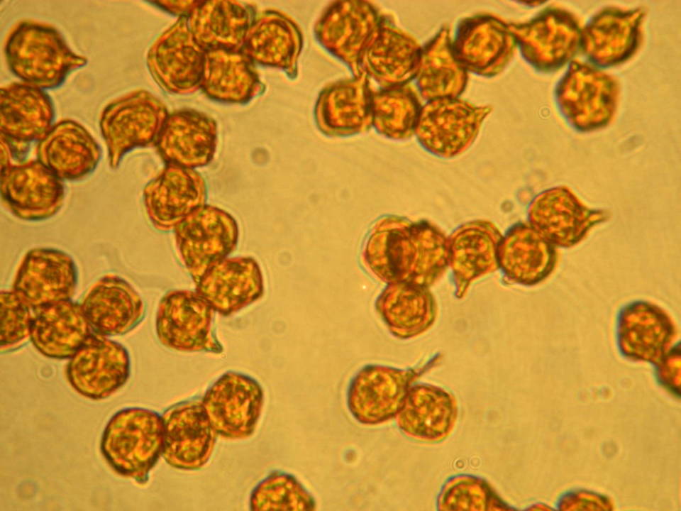 Nolanea pseudostrictia image