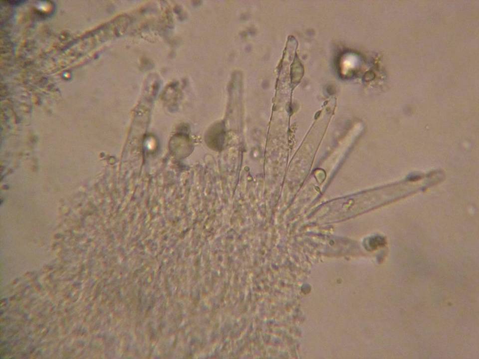 Strobilurus albipilatus image