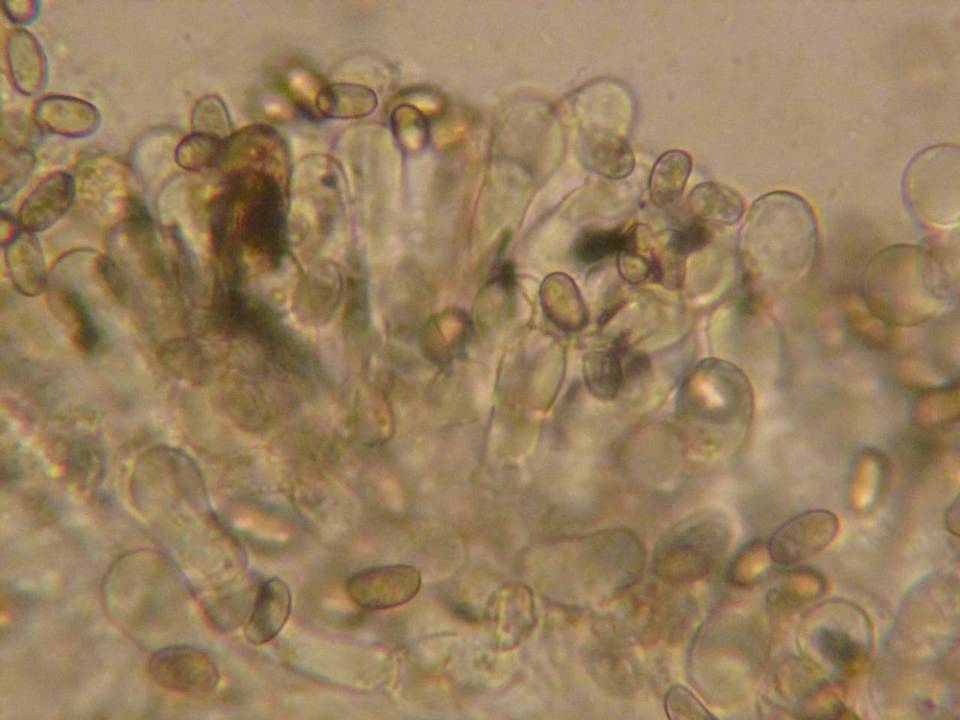 Inocybe calamistrata var. calamistrata image