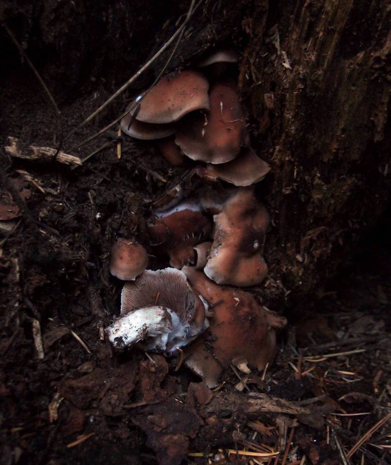 Psathyrella sublateritia image