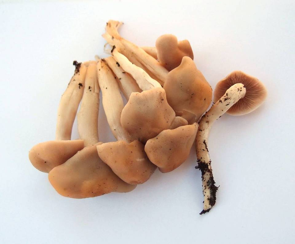 Psathyrella sublateritia image