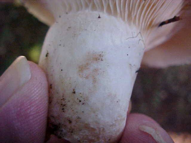 Russula cascadensis image