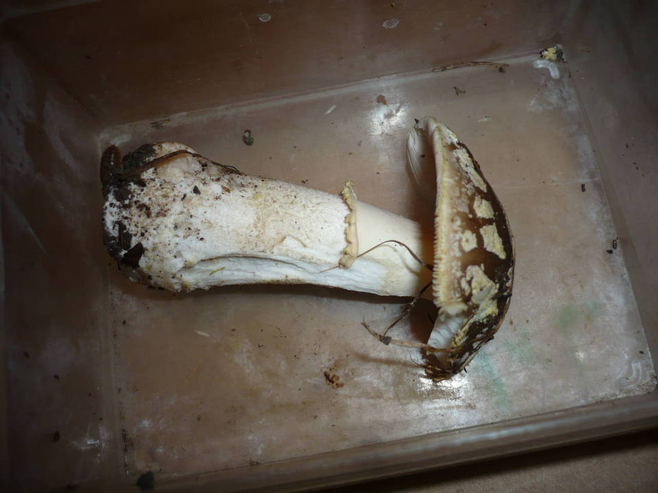Amanita queletii image