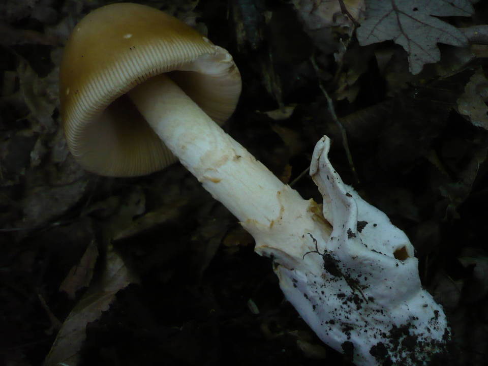 Amanita lividopallescens image