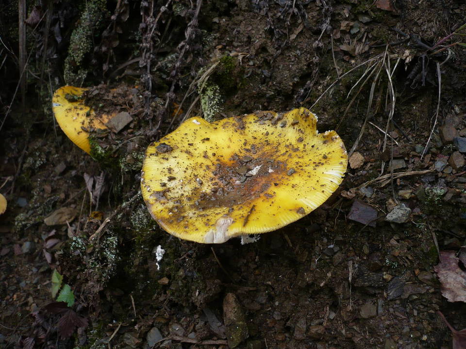 Amanita muscaria var. aureola image
