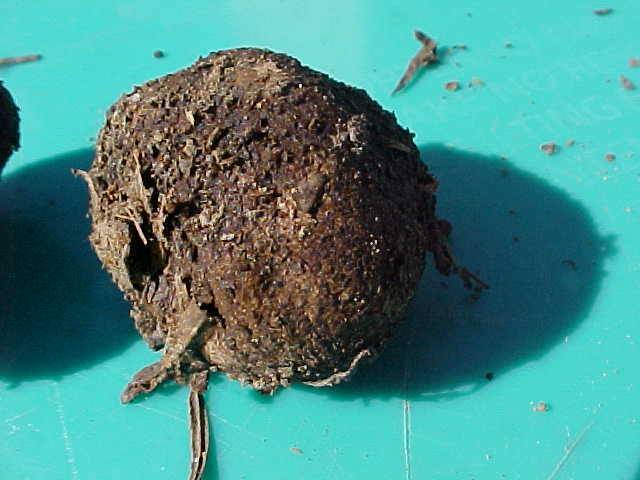 Rhizopogon colossus image