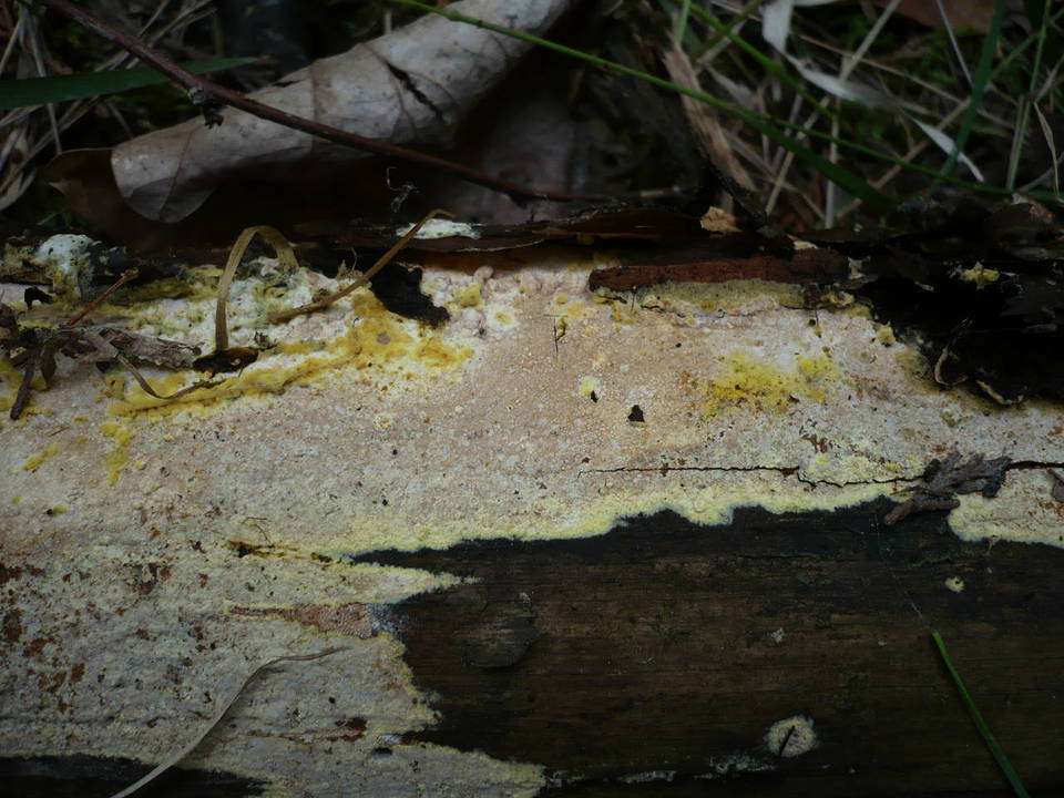 Amphinema angustispora image