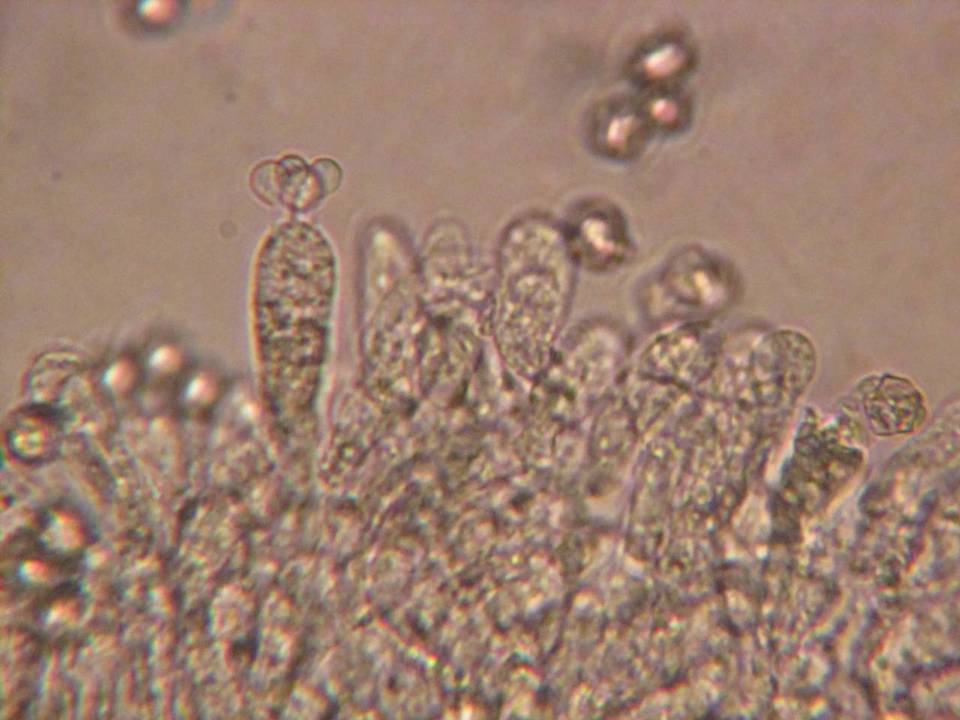 Entoloma subsaundersii image