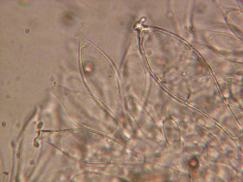 Pluteus roseipes image