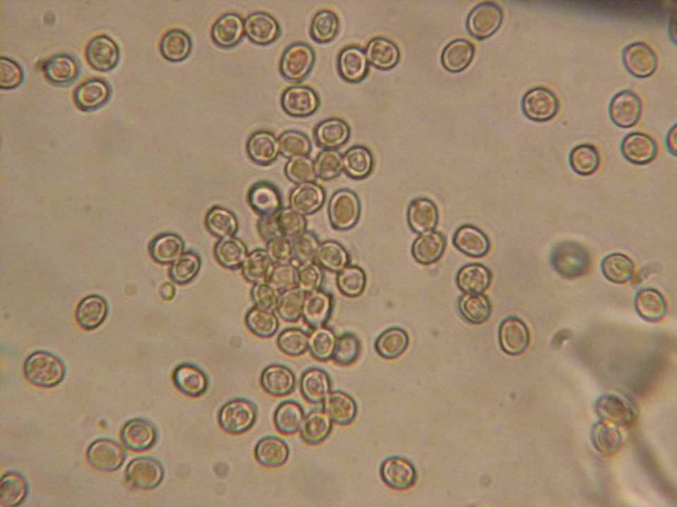Pluteus roseipes image