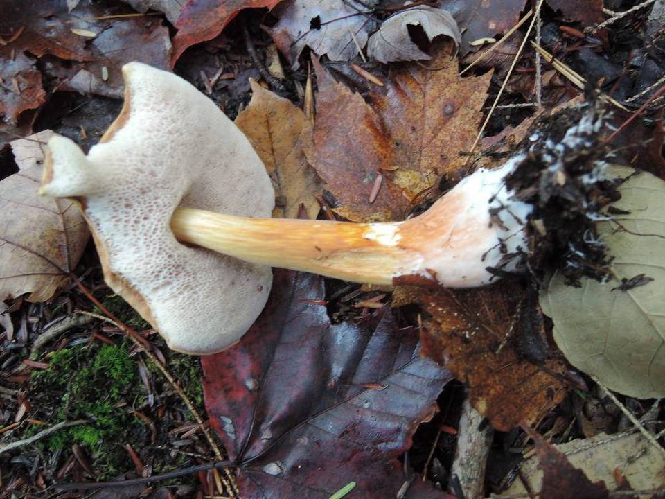 Austroboletus gracilis var. flavipes image
