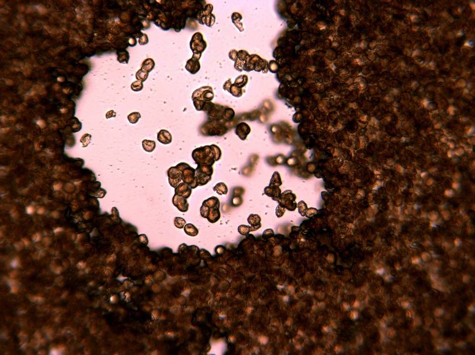 Reticularia lycoperdon image