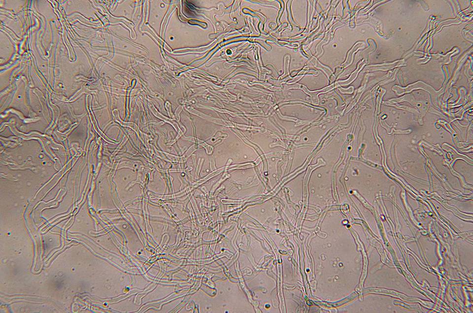 Albatrellus dispansus image
